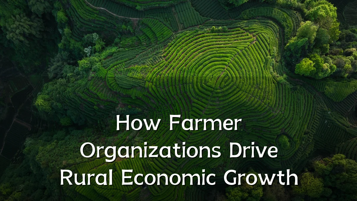 How Farmer Organizations Drive Rural Economic Growth