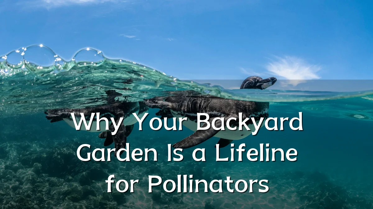 Why Your Backyard Garden Is a Lifeline for Pollinators