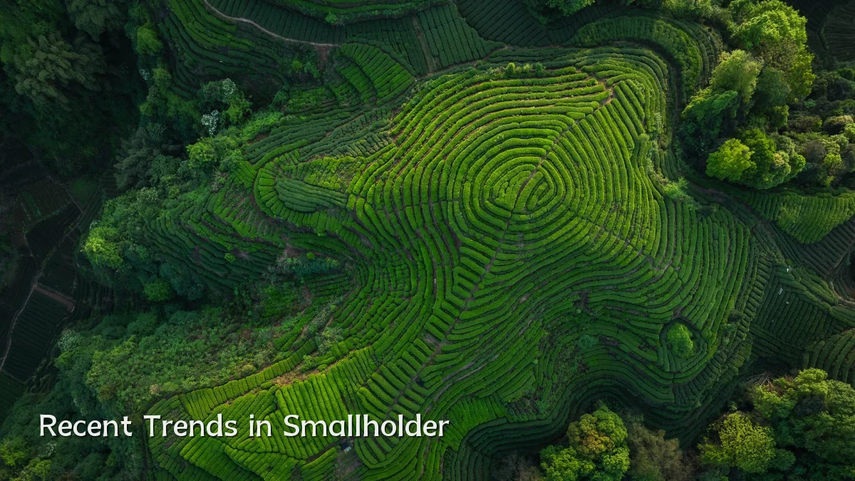 Recent Trends in Smallholder