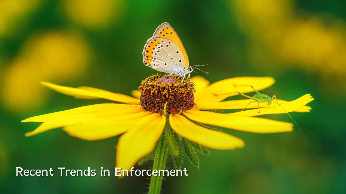 Recent Trends in Enforcement