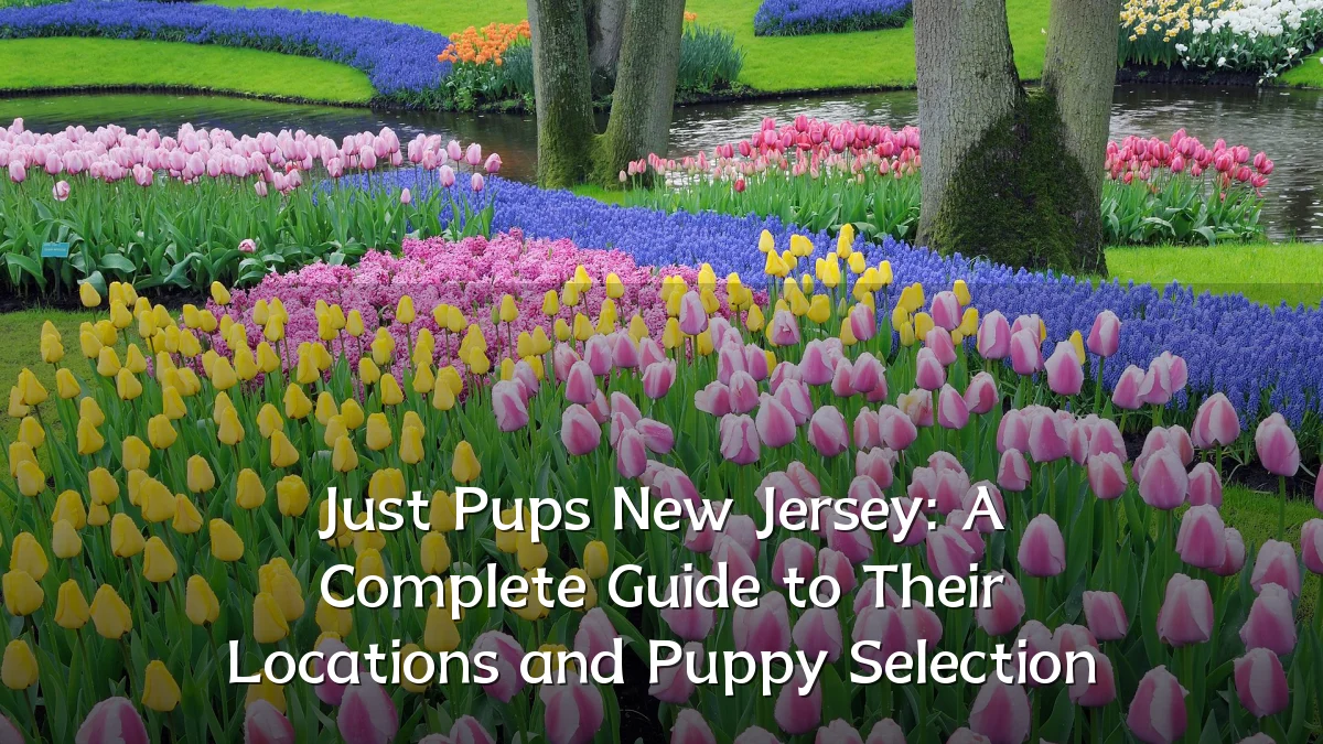 Just Pups New Jersey: A Complete Guide to Their Locations and Puppy Selection